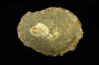 藏品(花笠螺)的圖片